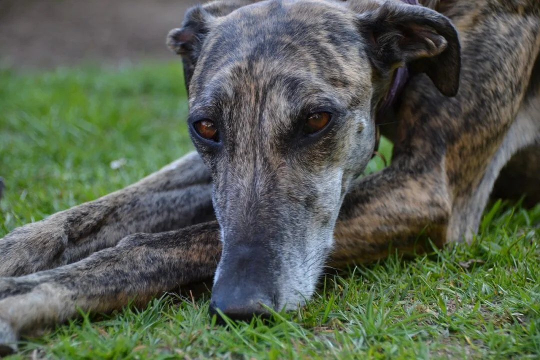 galgo-w-hiszpanii