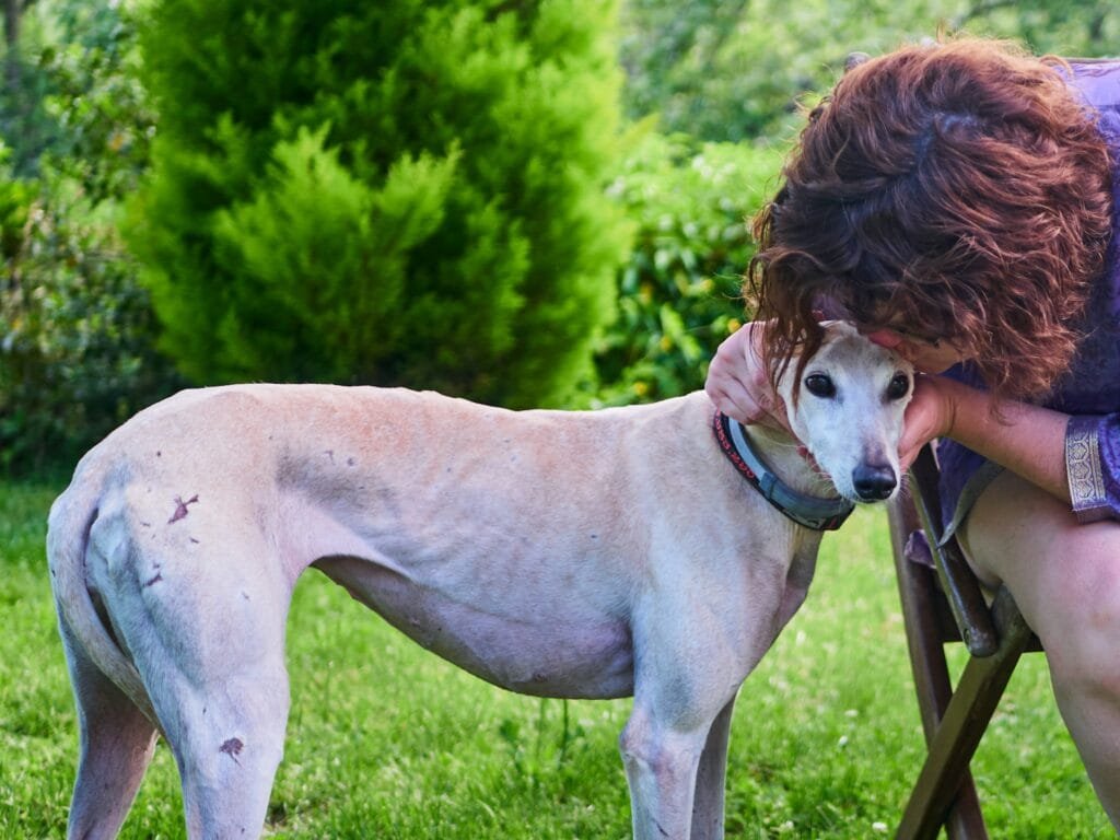 galgos-w-hiszpanii