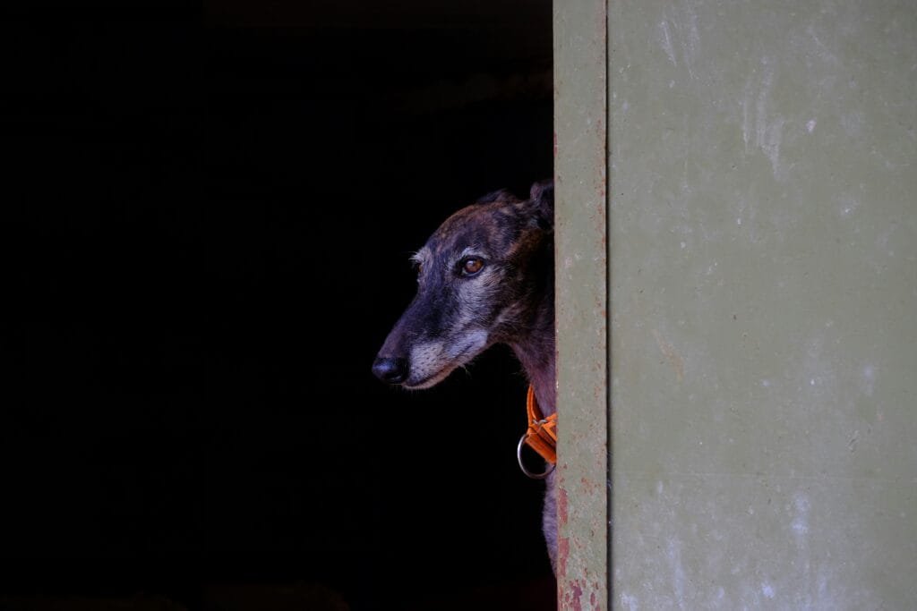 galgo